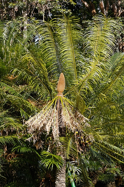 Kandy-Botanical garden-021